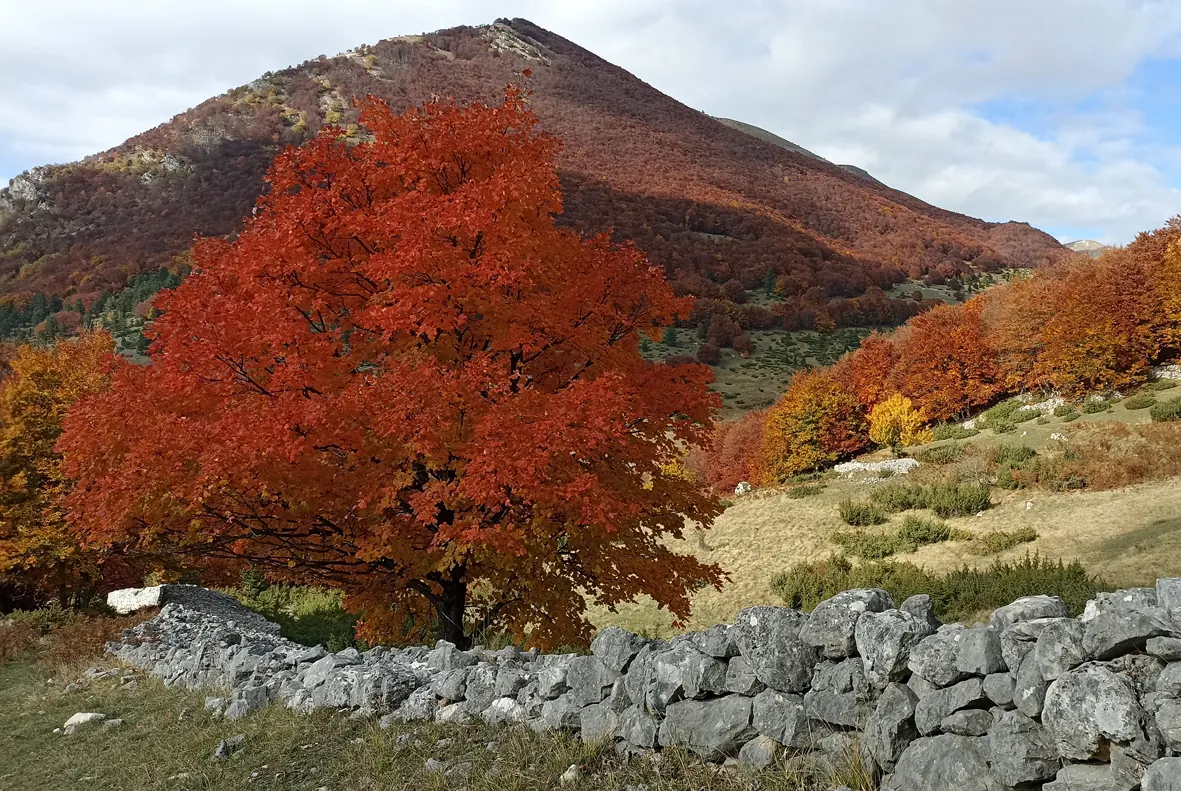 Bosco autunnale, habitat dell'orso bruno marsicano